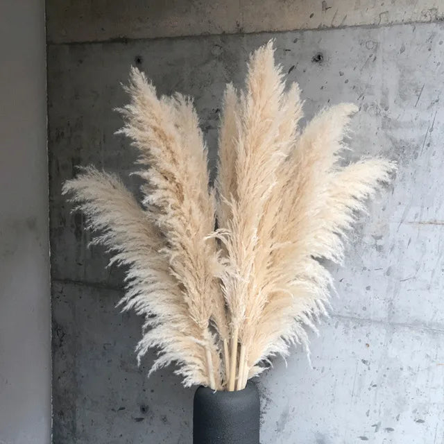 BohoBliss - Dried Pampas Grass