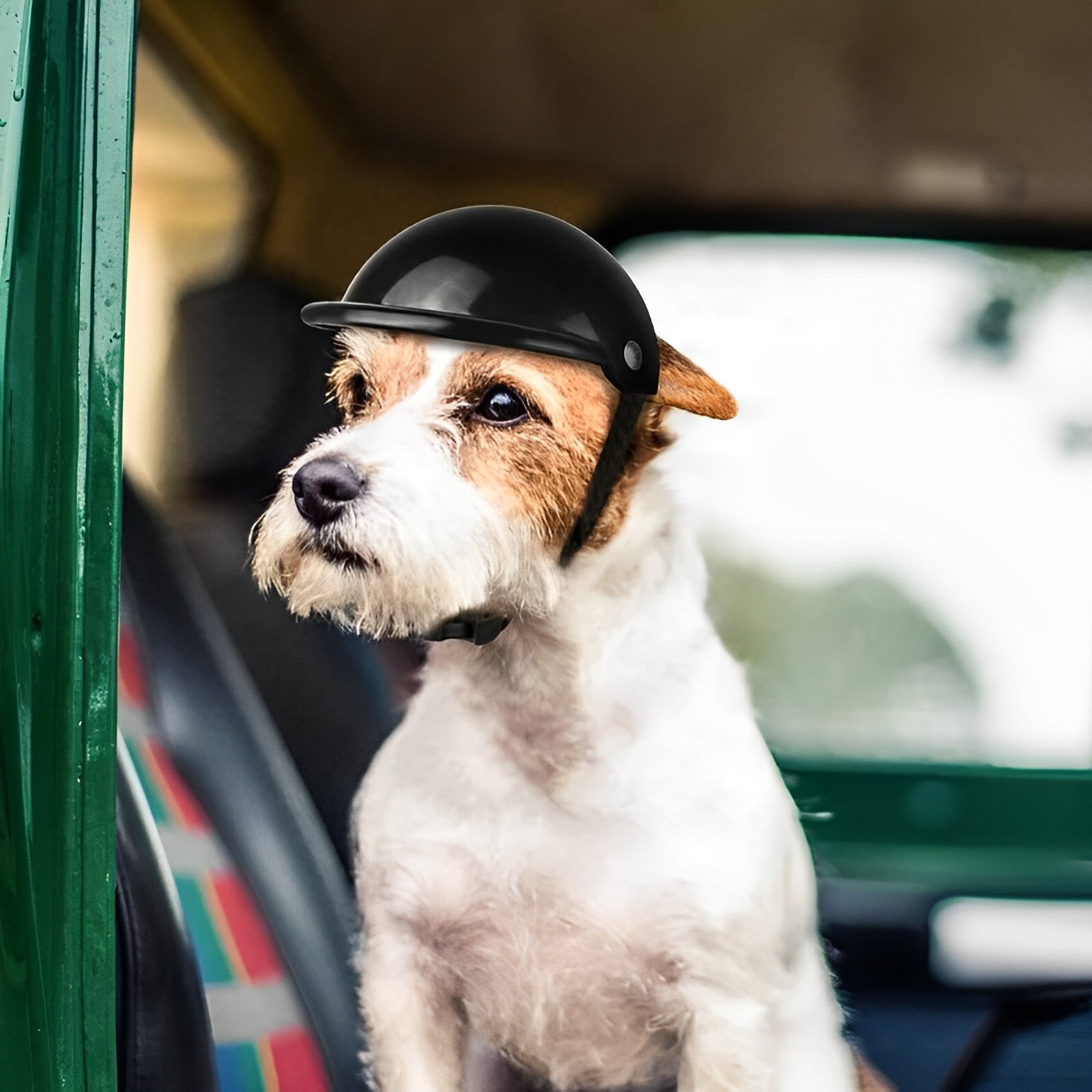 Casque de moto et lunettes pour chiens | Tendance et sûr