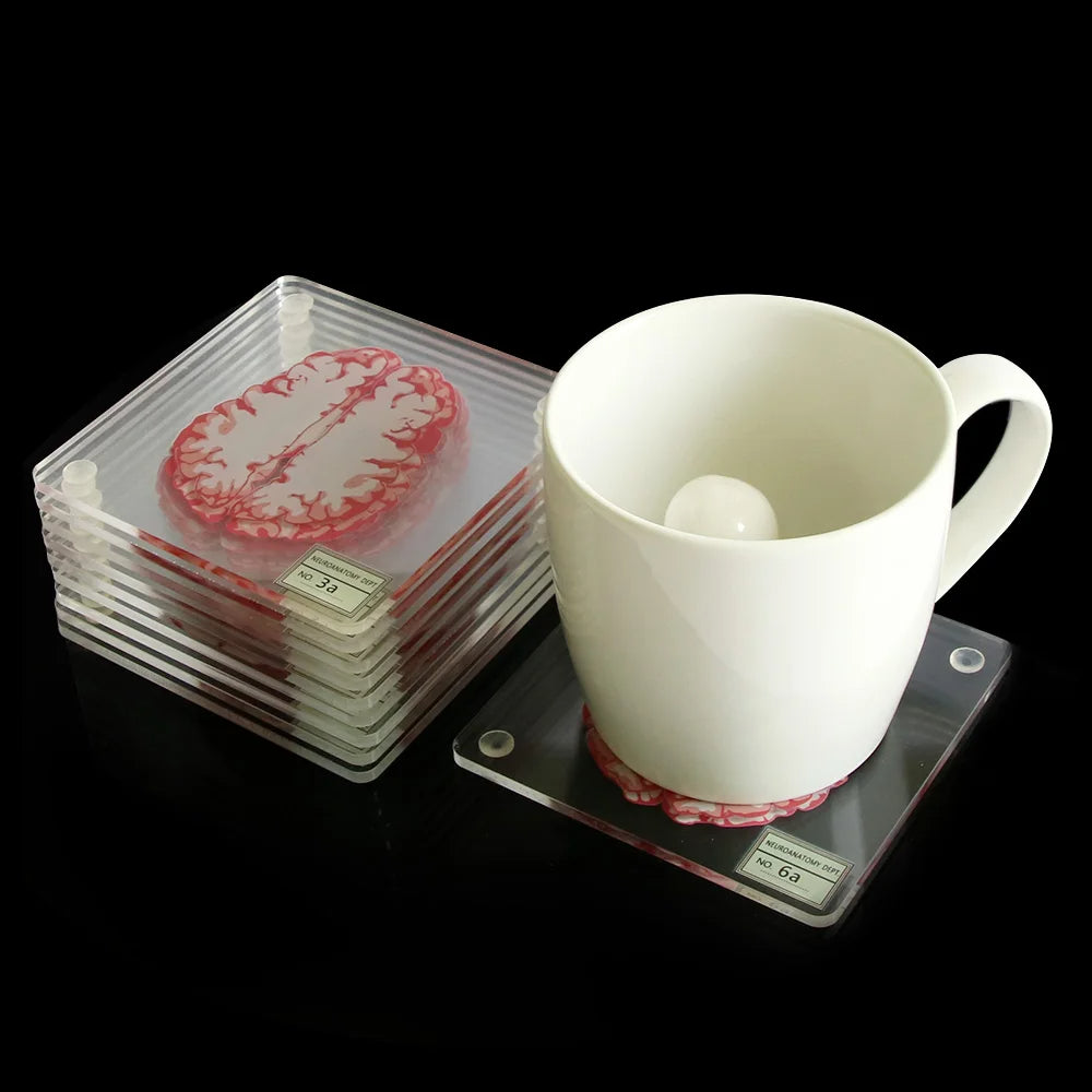 Brain Anatomy Coaster Collection