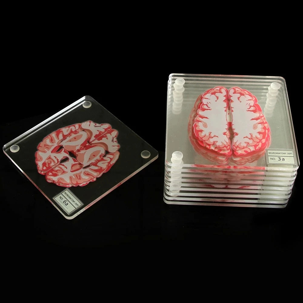 Brain Anatomy Coaster Collection