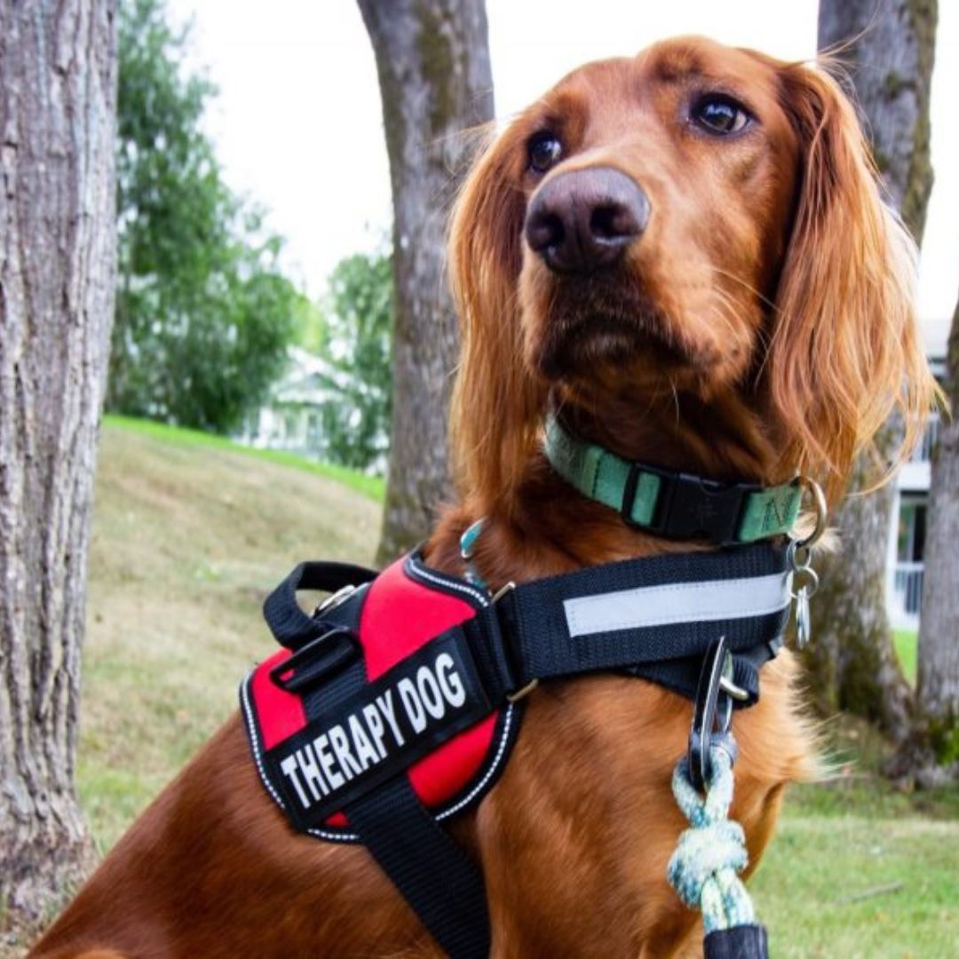 My Furry Friend™ - Aanpasbaar Power Harness