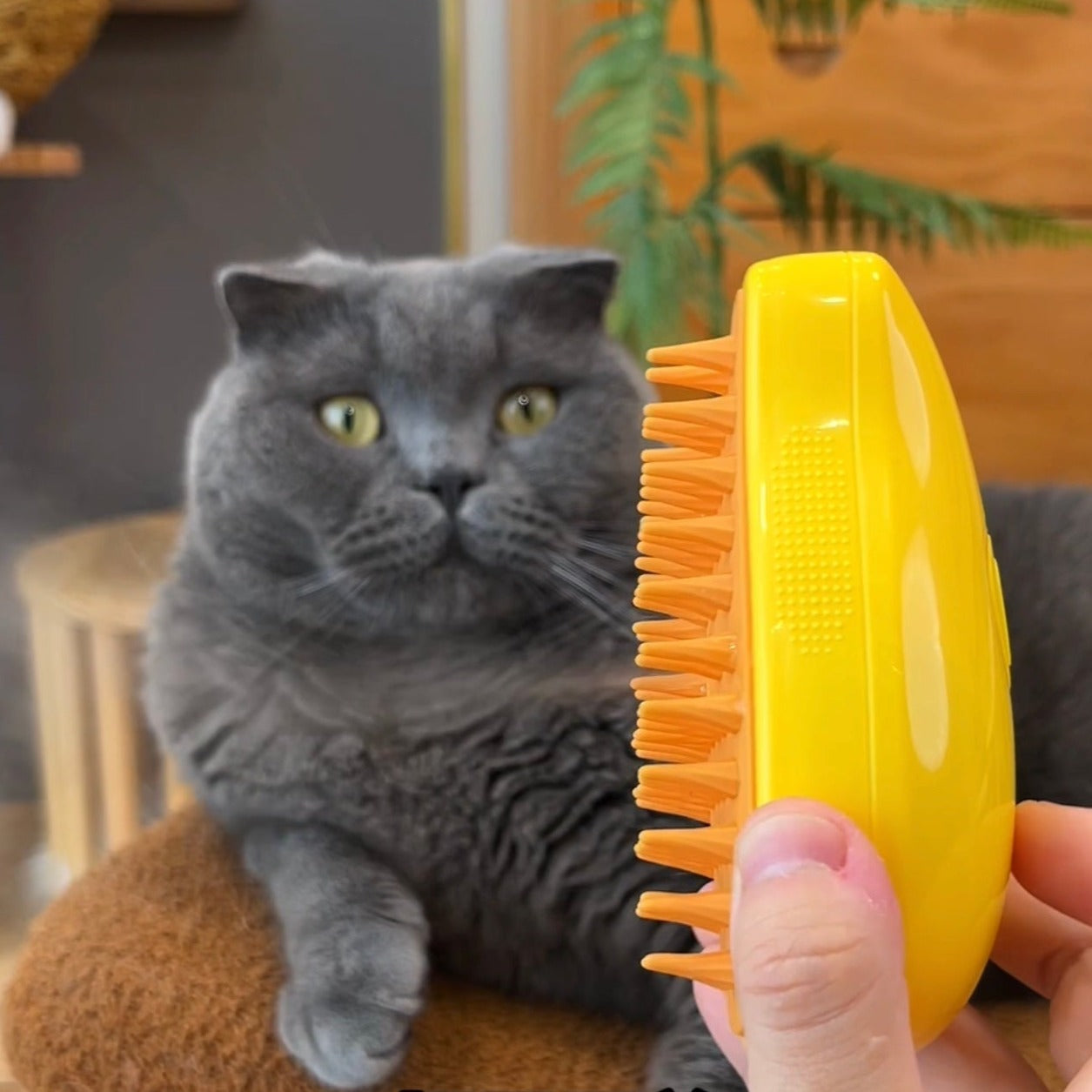 Brosse à vapeur pour chien