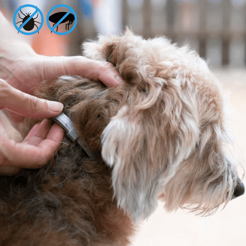 My Furry Friend™ - Collar de prevención de pulgas y garrapatas