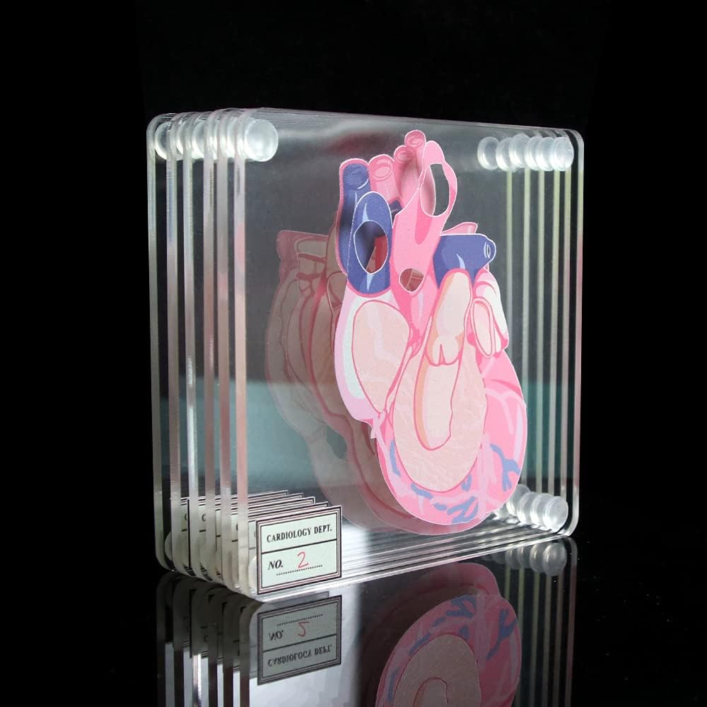 Brain Anatomy Coaster Collection