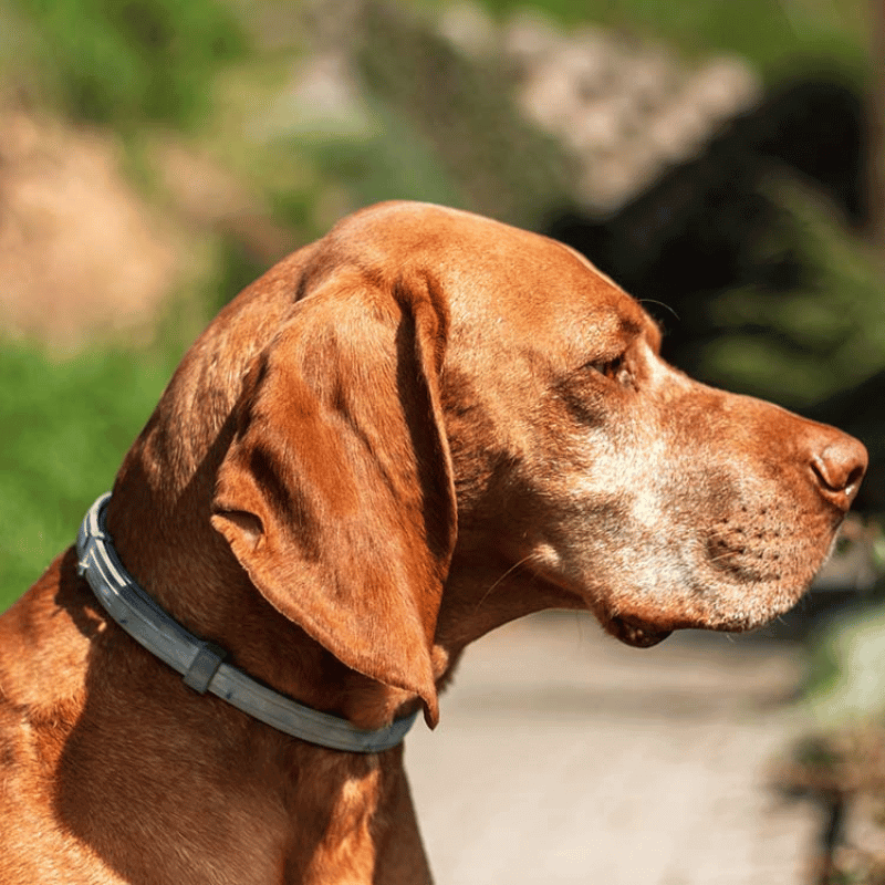 My Furry Friend™ - Collar de prevención de pulgas y garrapatas