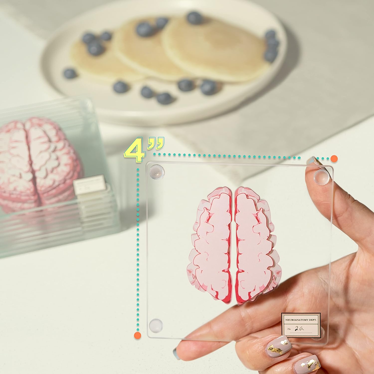 Collezione di sottobicchieri con anatomia del cervello