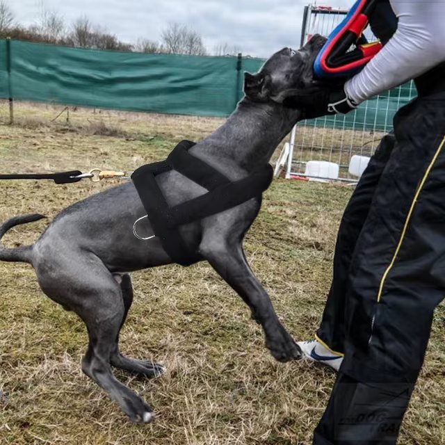 Nehéz teherbírású kutyafogó hám – Ideális erőnléti edzéshez és izomépítéshez