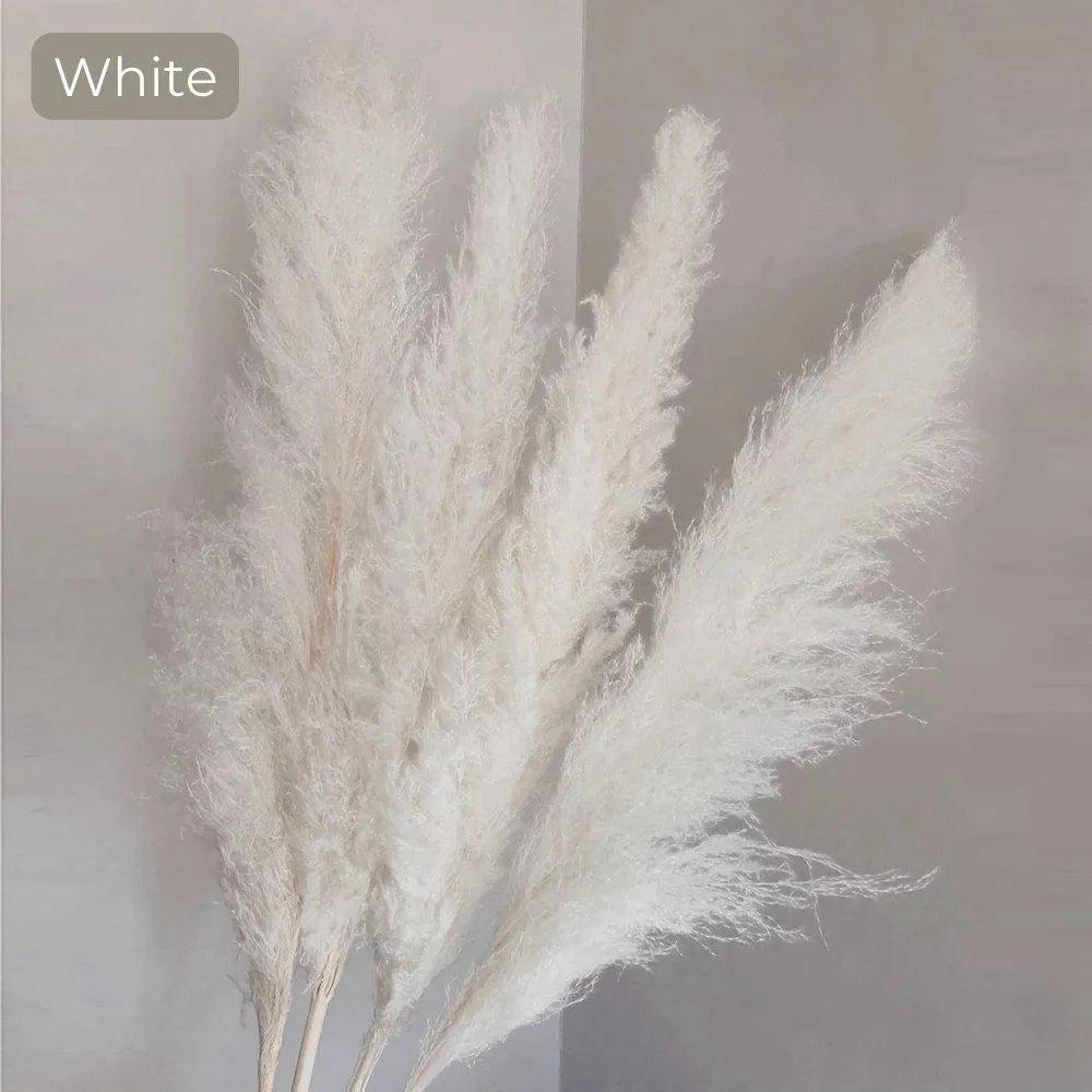 Bouquet de Pampa Séché Naturel Réel de 80 cm (Blanc / Beige / Gris) │ Plume Fluffy pour Décoration d'Intérieur Moderne Boho