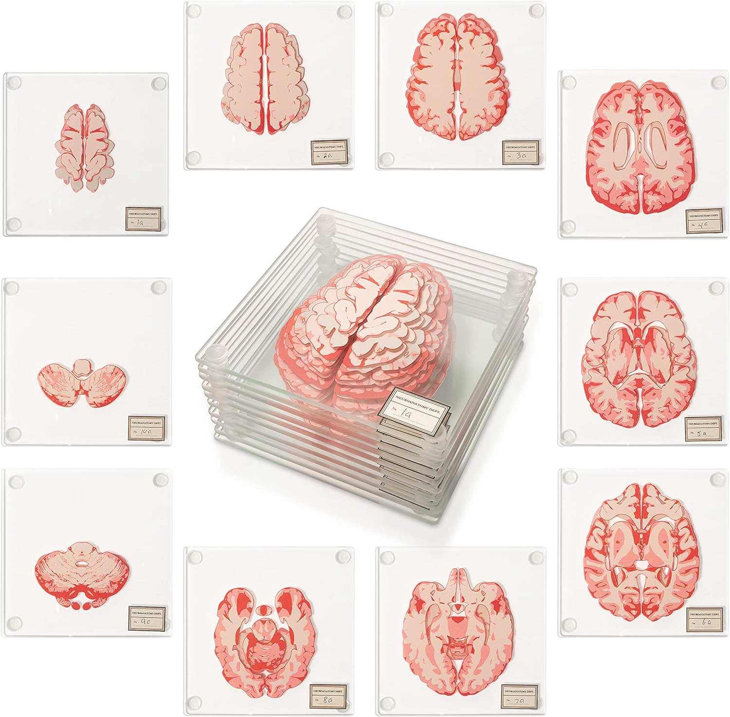 Collezione di sottobicchieri con anatomia del cervello