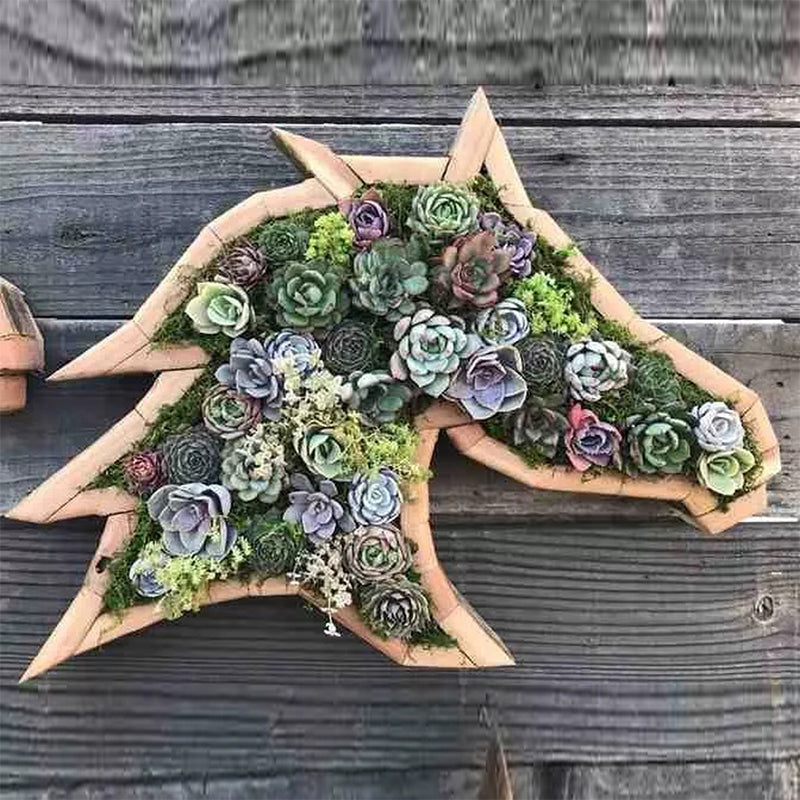 Animal Succulent Garden -järjestely