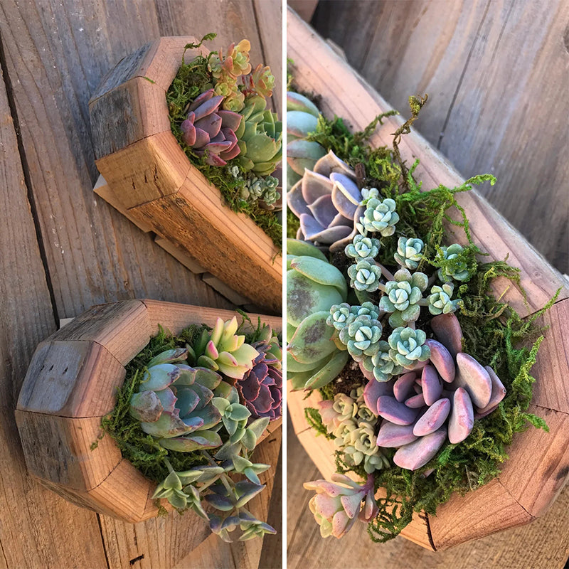 Animal Succulent Garden -järjestely