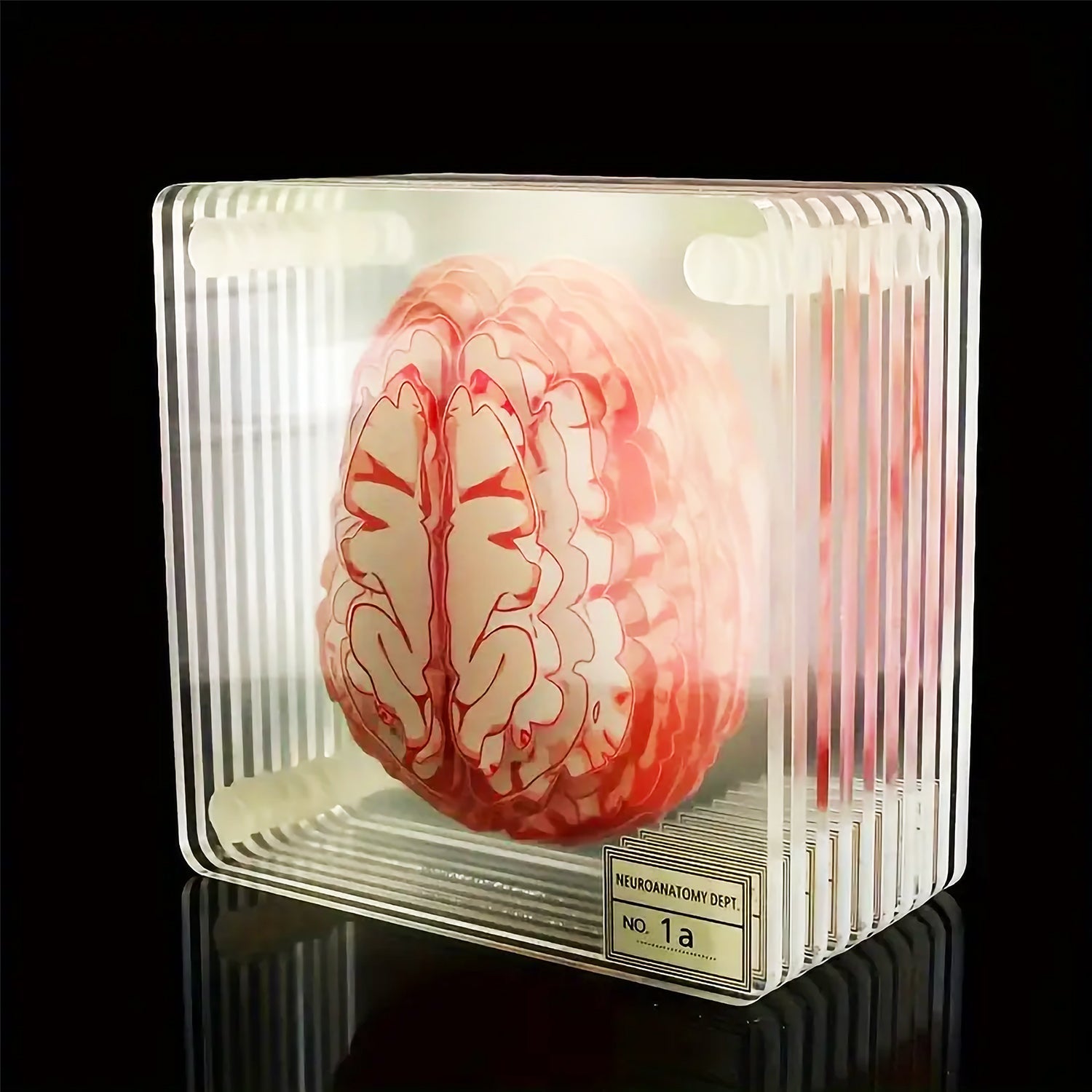 Colección de posavasos con la anatomía del cerebro