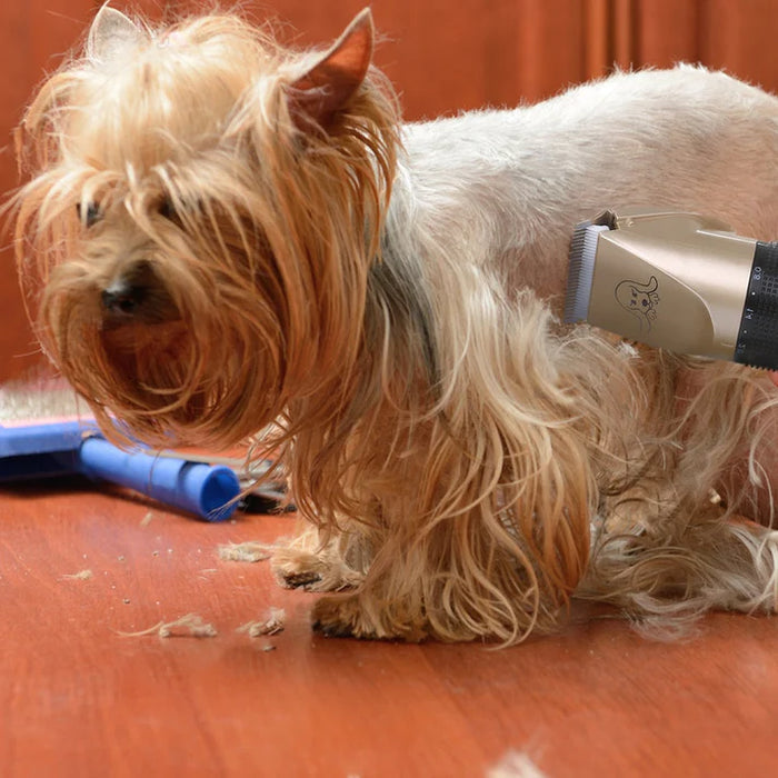 Kit Todo en Uno Pro para el Cuidado del Pelo de Mascotas