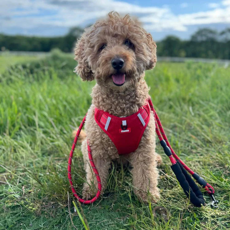 🐕Harnais pour chien sûr et confortable