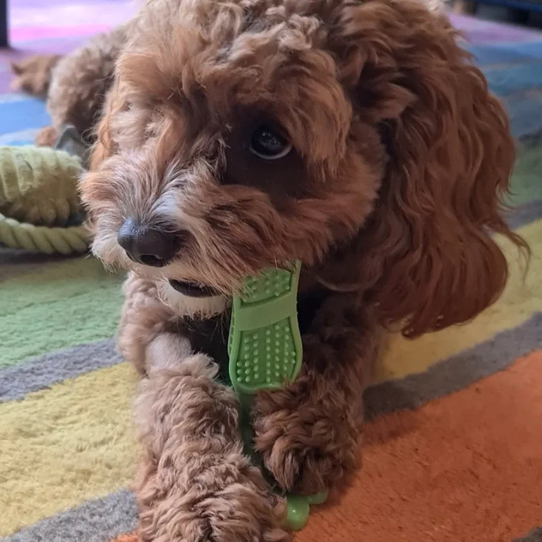 CalmingTeeth - Spazzolino da denti giocattolo da masticare per cani resistente