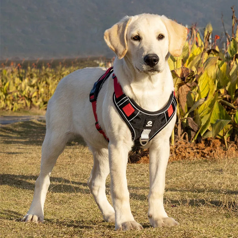 Harnais réfléchissant pour chien sans traction pour des promenades sûres et confortables