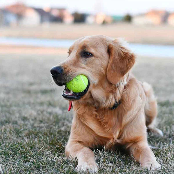 MeshMaster - Palline da tennis pratiche