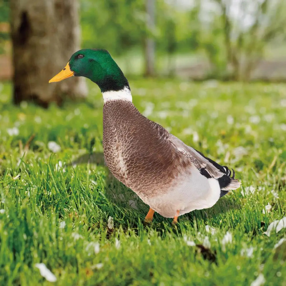 Eendensculptuur | Levensechte eend voor de tuin