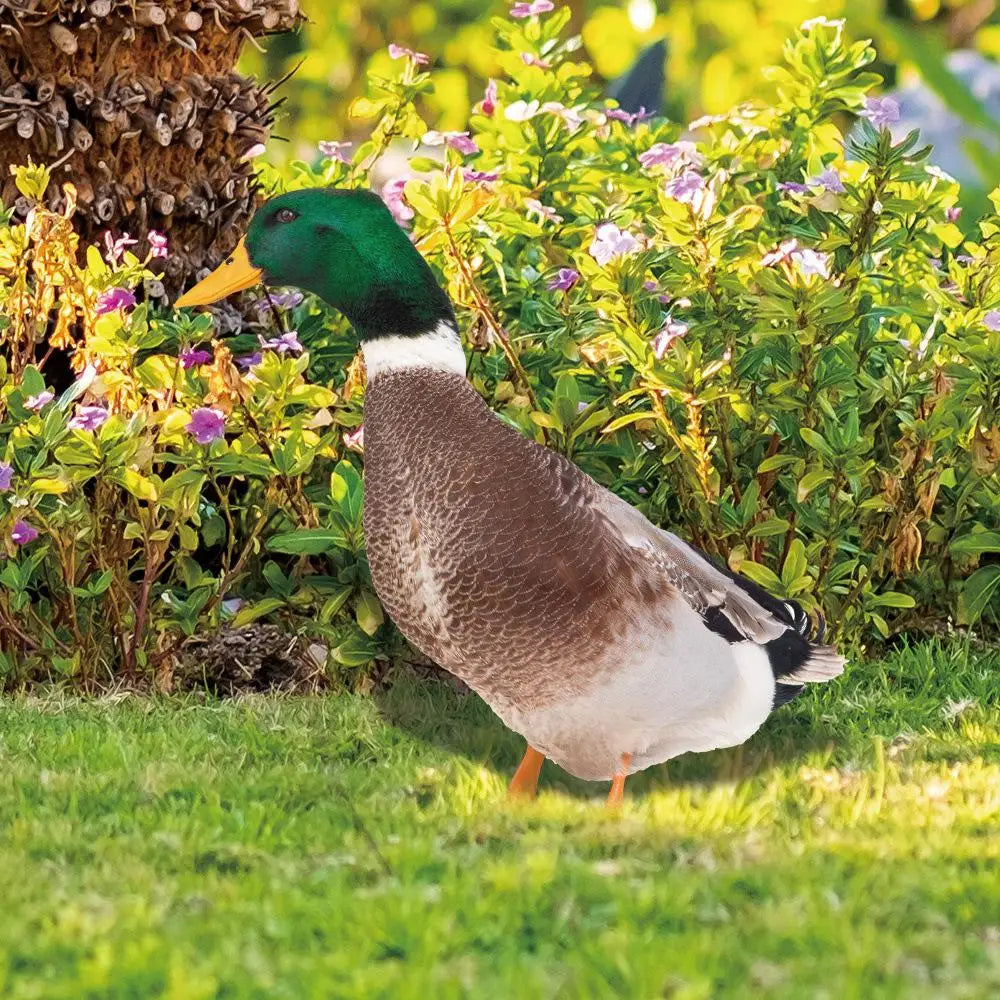 Eendensculptuur | Levensechte eend voor de tuin