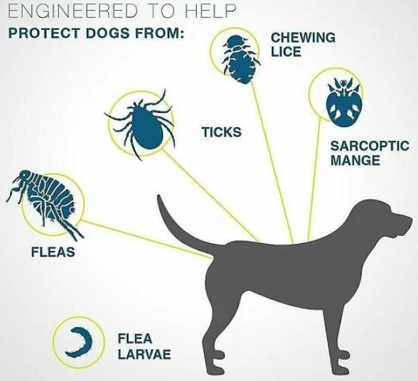 NaturalDefense™ V.2 - Anti-tick and Flea Collar - 8 månaders skydd