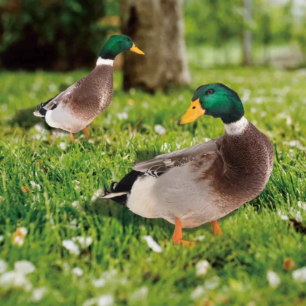 Entenskulptur | Lebensechte Ente für den Garten