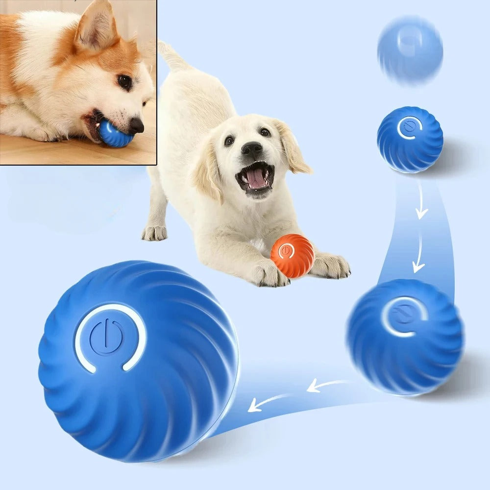 Maxime Joueur - Interactive dog ball