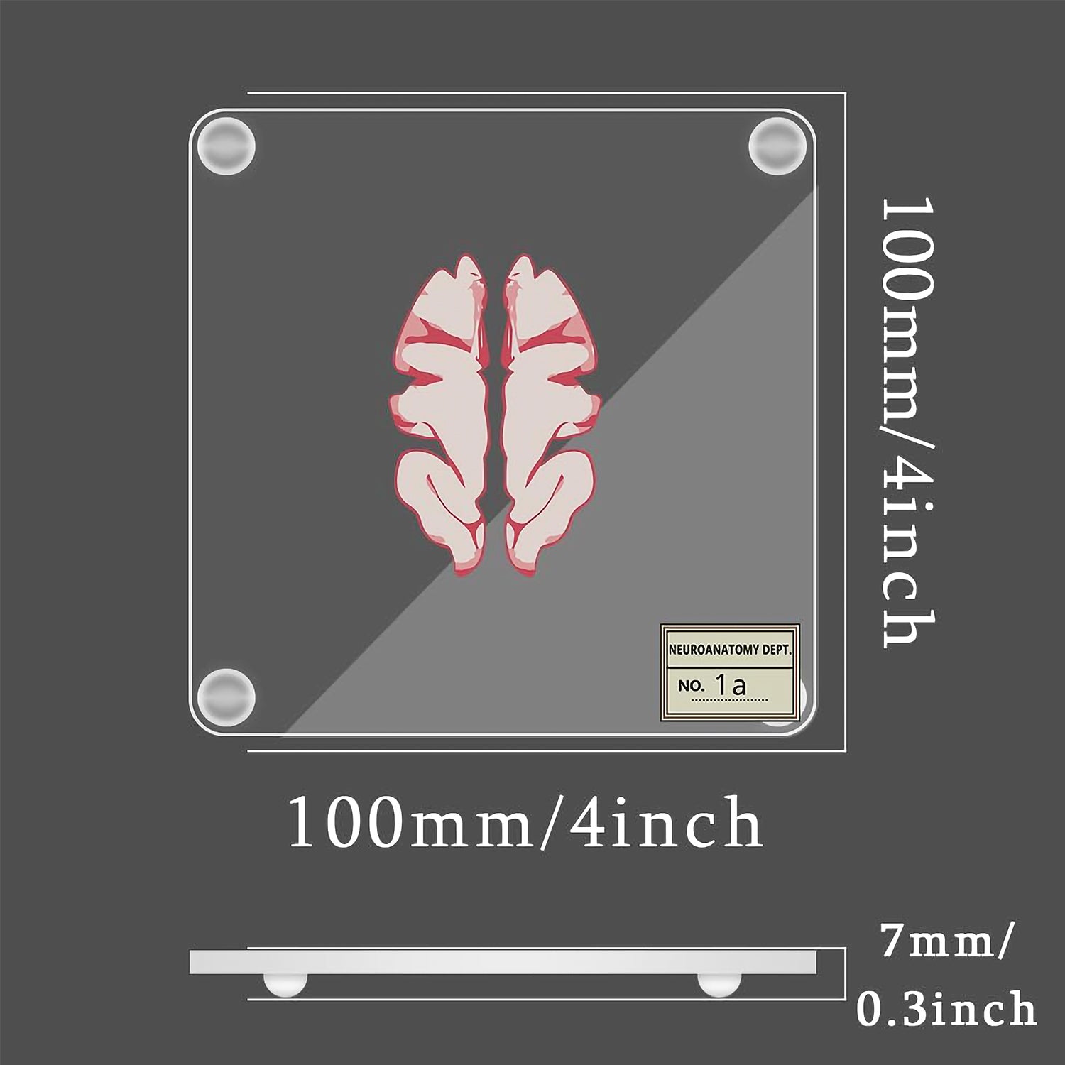 Collezione di sottobicchieri con anatomia del cervello