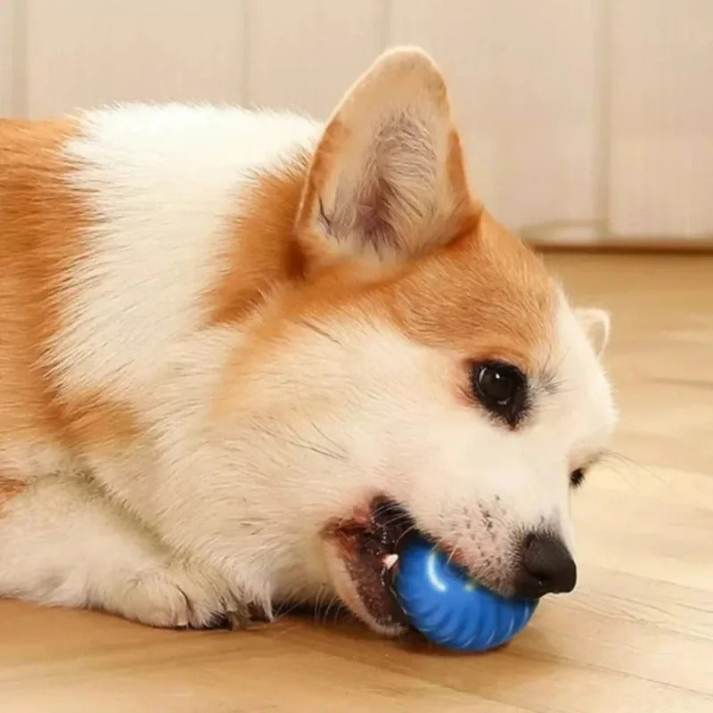 Maxime Player - Pelota interactiva para perros