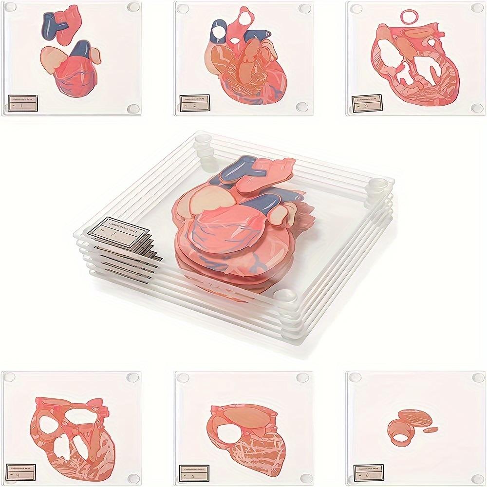 Collezione di sottobicchieri con anatomia del cervello