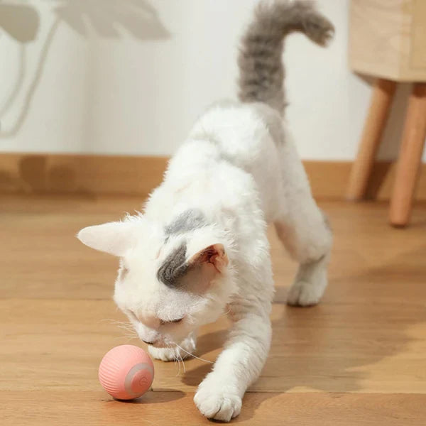 Le robot-rouleau | Balle magique roulante automatique pour chats et chiens