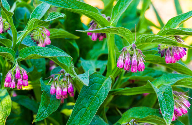 Urte Comfrey Smertelindrende Plaster