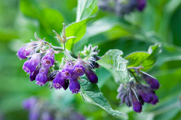 Urte Comfrey Smertelindrende Plaster