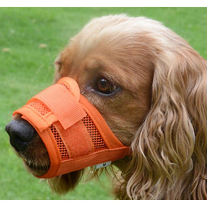 Muselière colorée et respirante pour chien