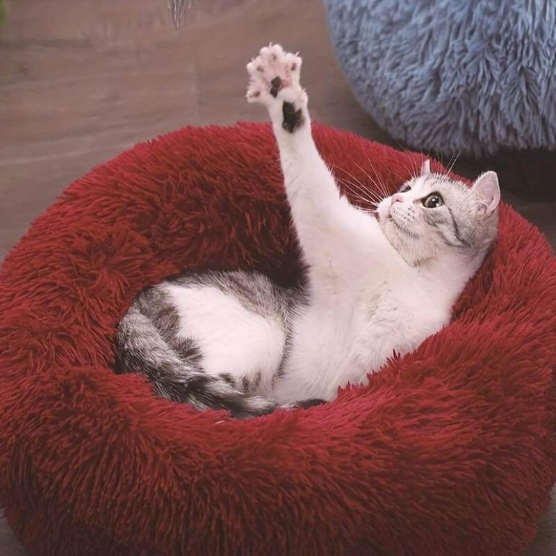 My Furry Friend™: la cama para gatos número uno del mundo para aliviar la ansiedad