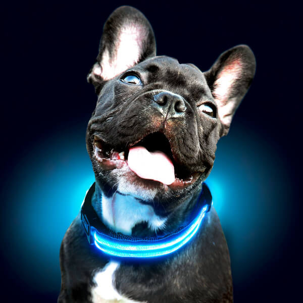 Collier pour chien rechargeable My Furry Friend™