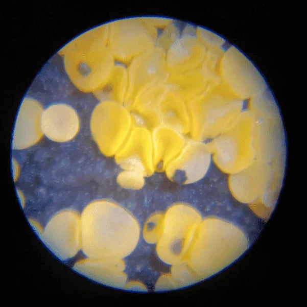 Le microscope de l'explorateur curieux